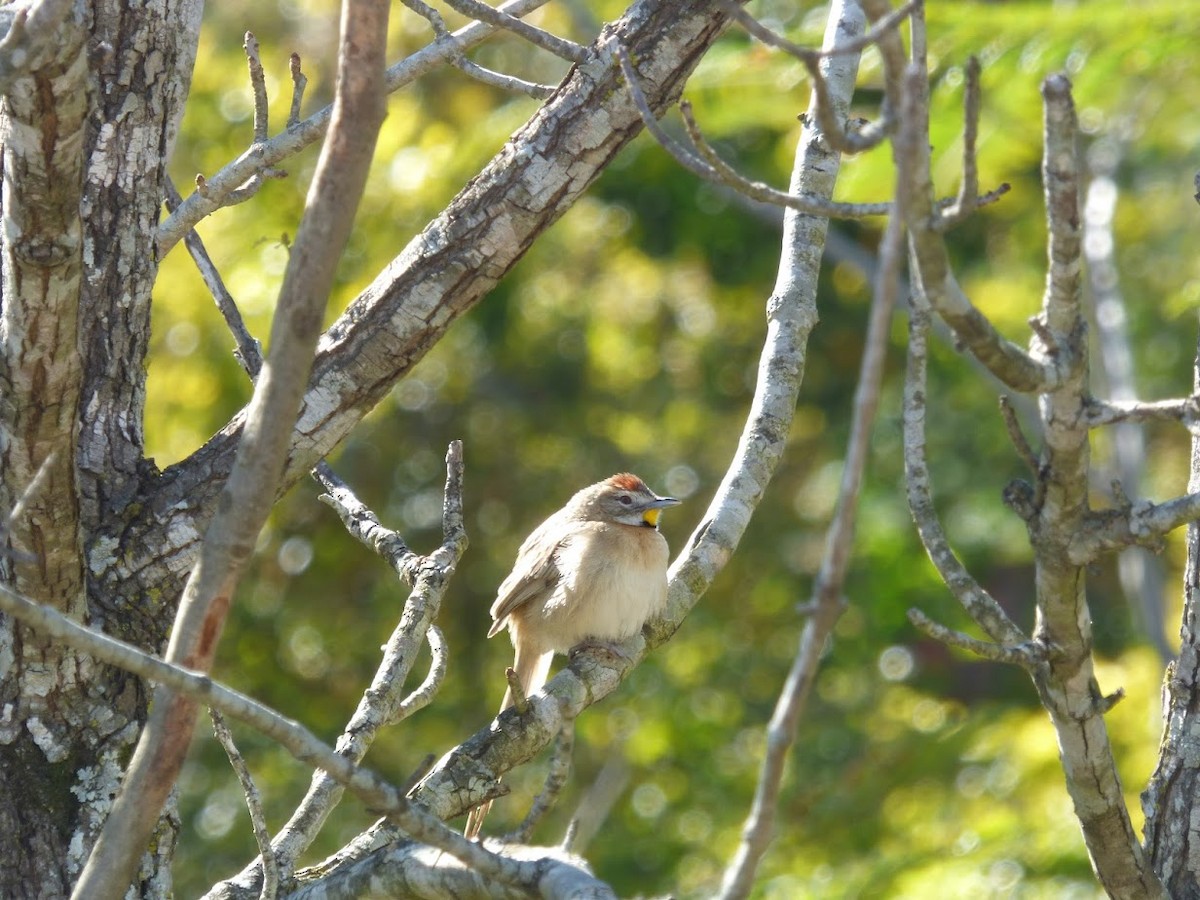 Chotoy Spinetail - ML644661709