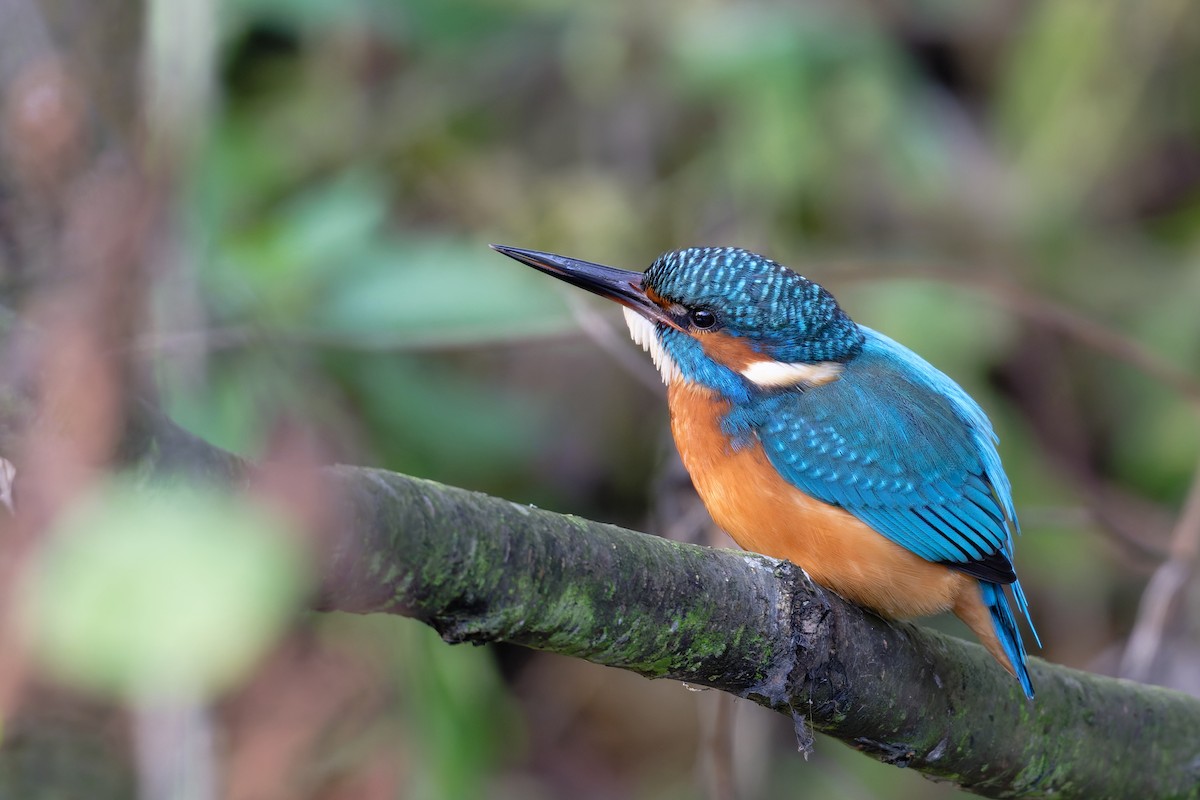 Common Kingfisher - ML644661713