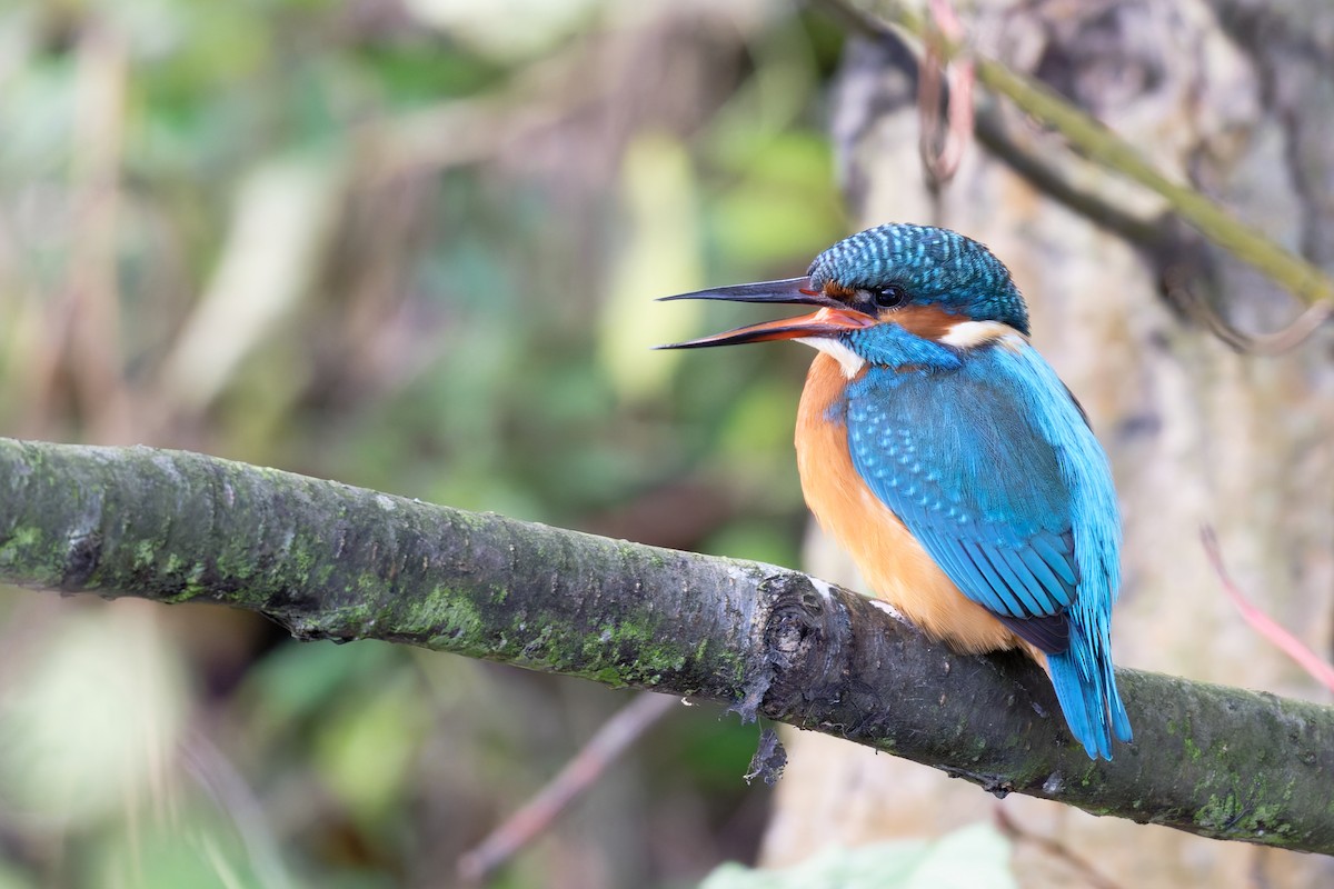 Common Kingfisher - ML644661721