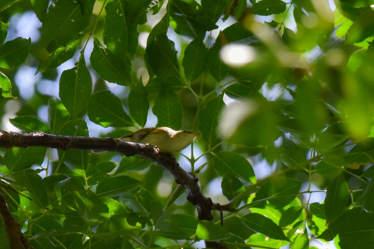 Luì verdastro - ML644661723