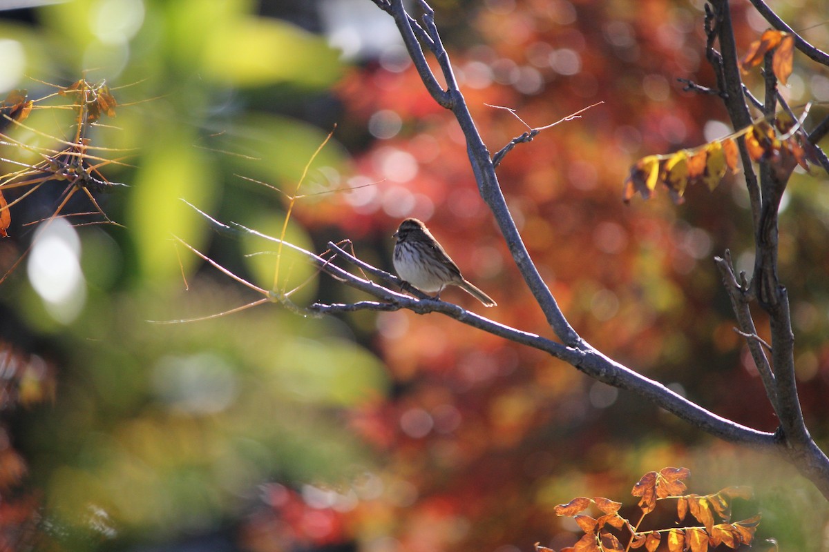 Song Sparrow - ML644661724