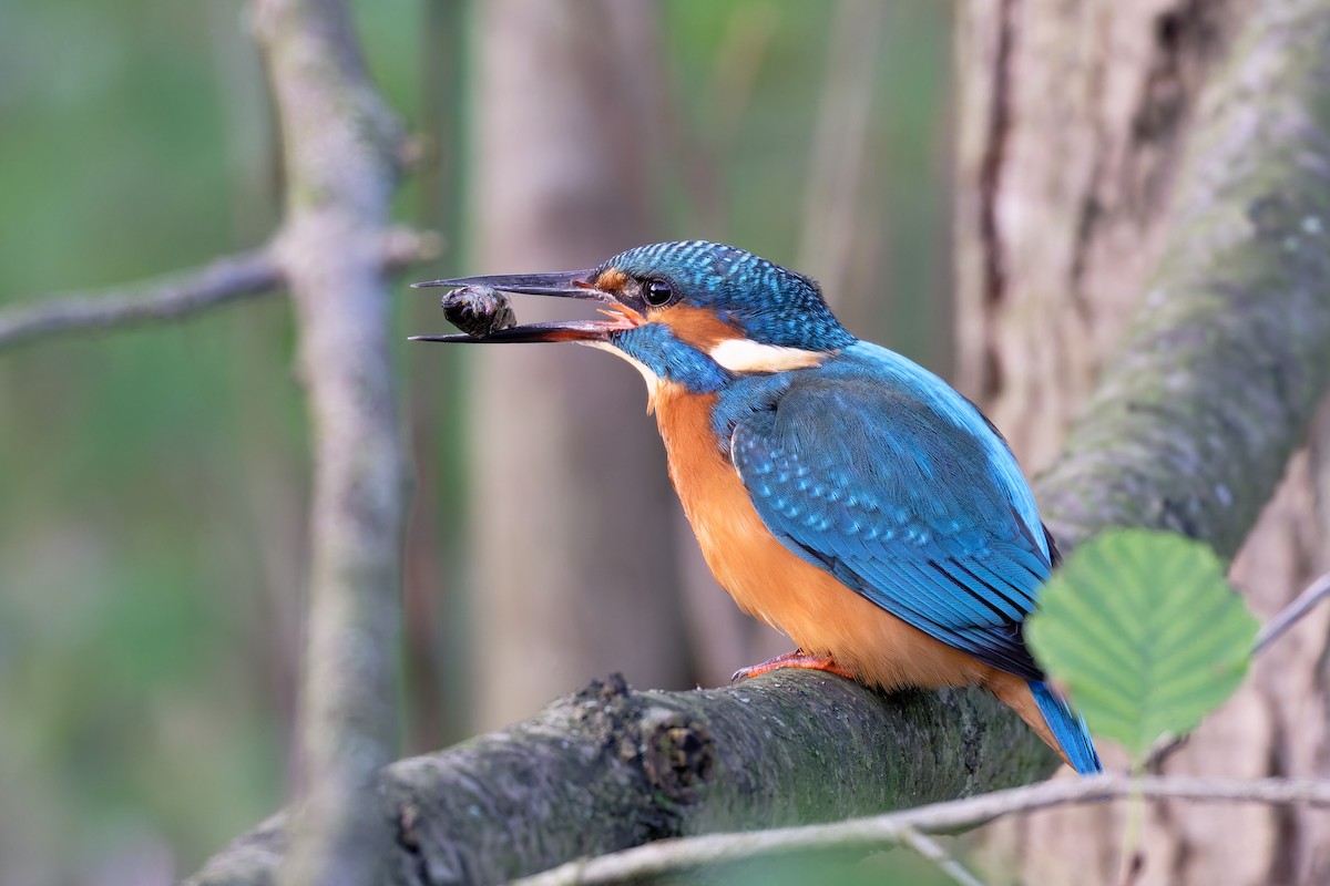 Common Kingfisher - ML644661729