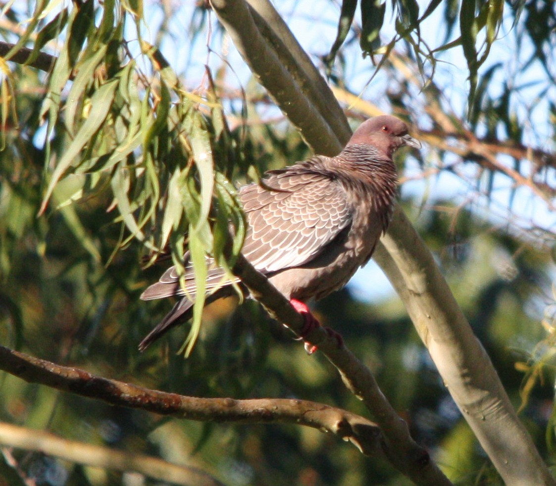 Темнохвостый голубь - ML644661730