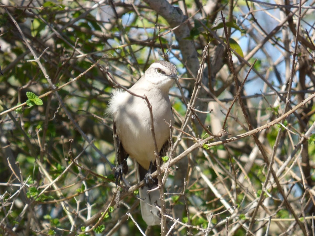 マミジロマネシツグミ - ML644661731