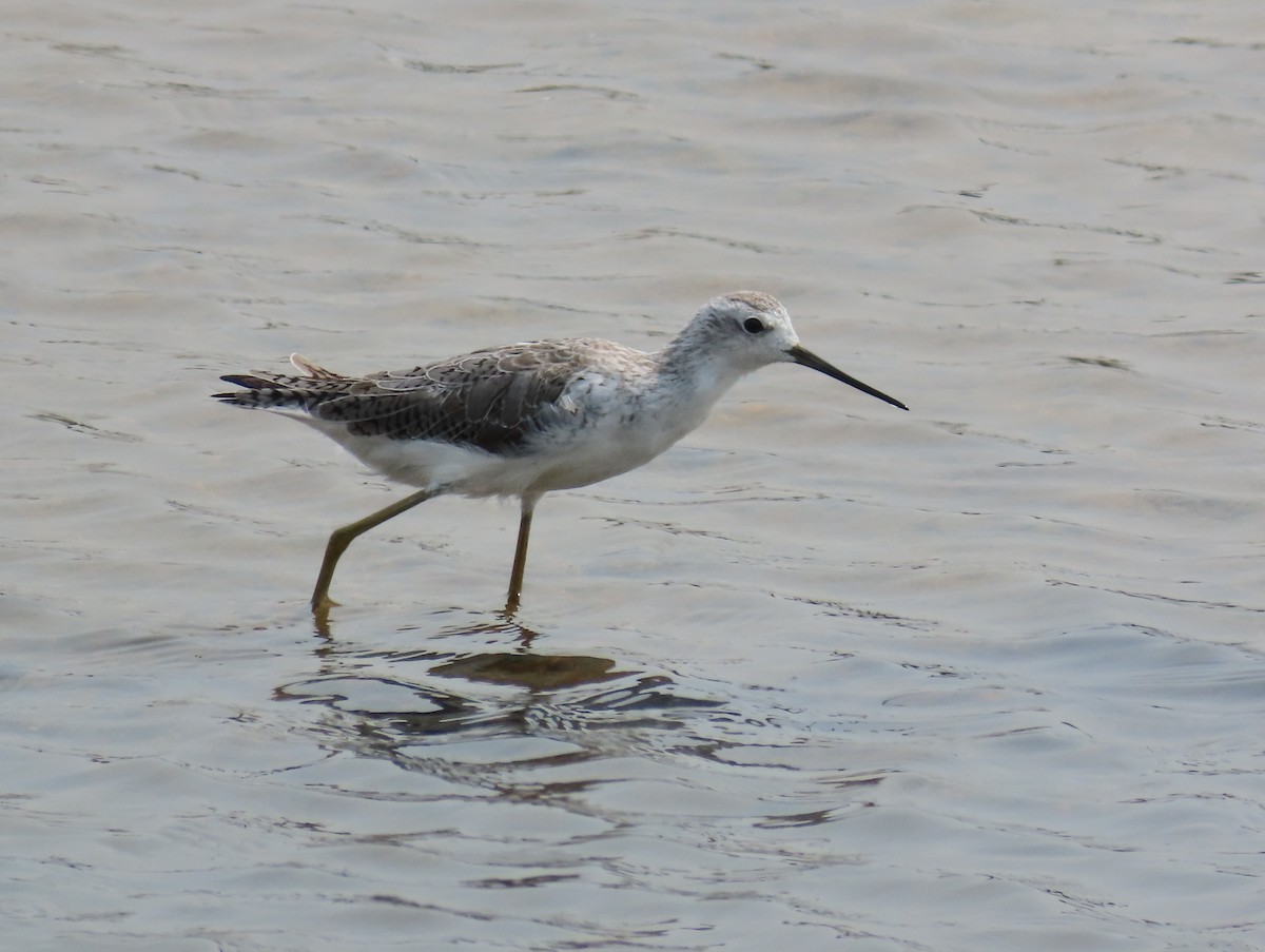 Chevalier stagnatile - ML644661739