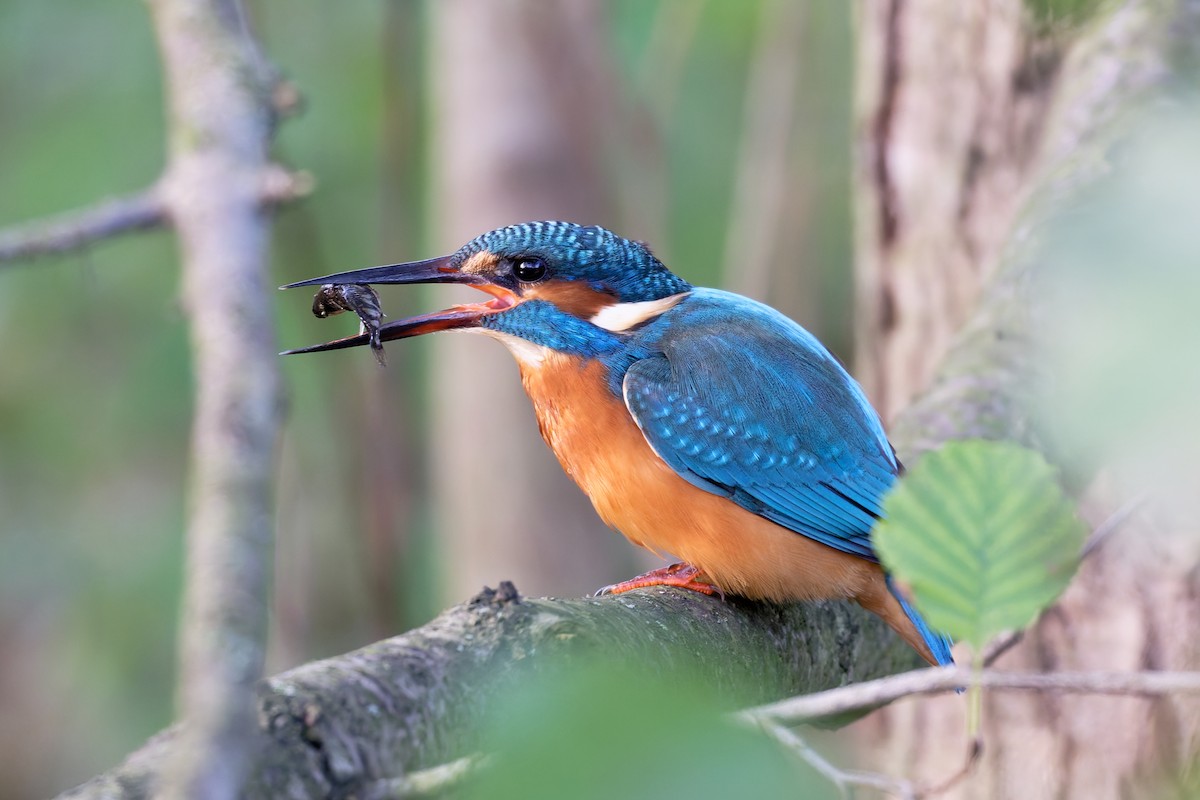 Common Kingfisher - ML644661740
