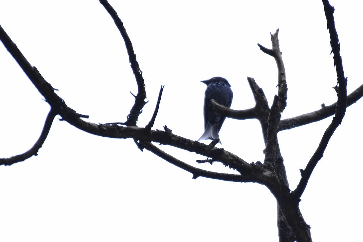 Bronzed Drongo - ML644661742