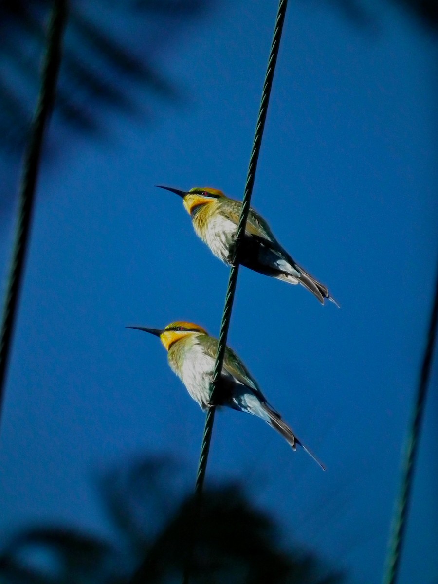 Regenbogenspint - ML644661747