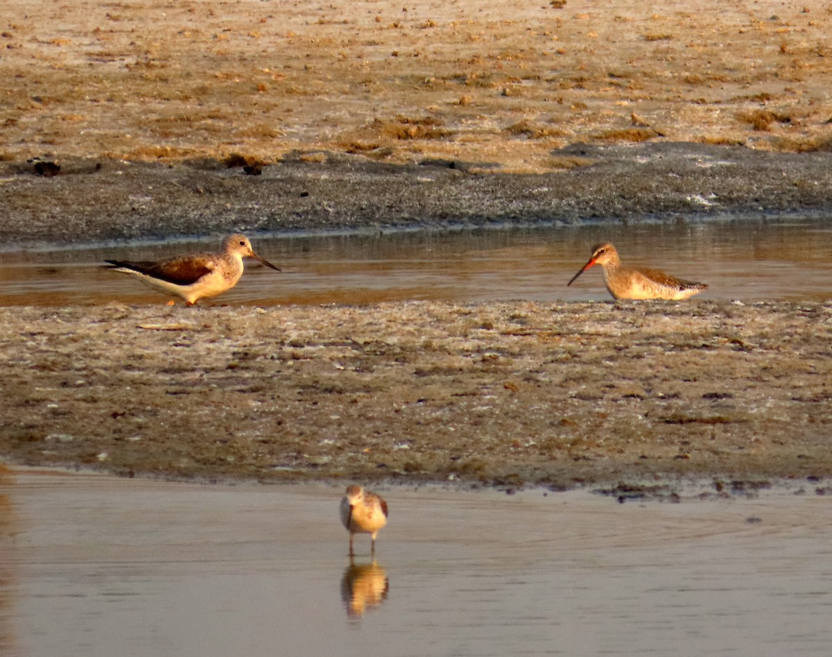 Chevalier arlequin - ML644661749