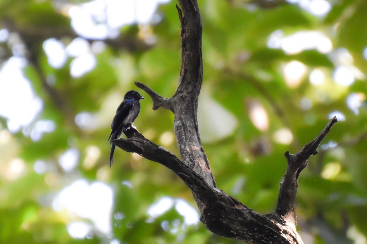 White-bellied Drongo - ML644661750