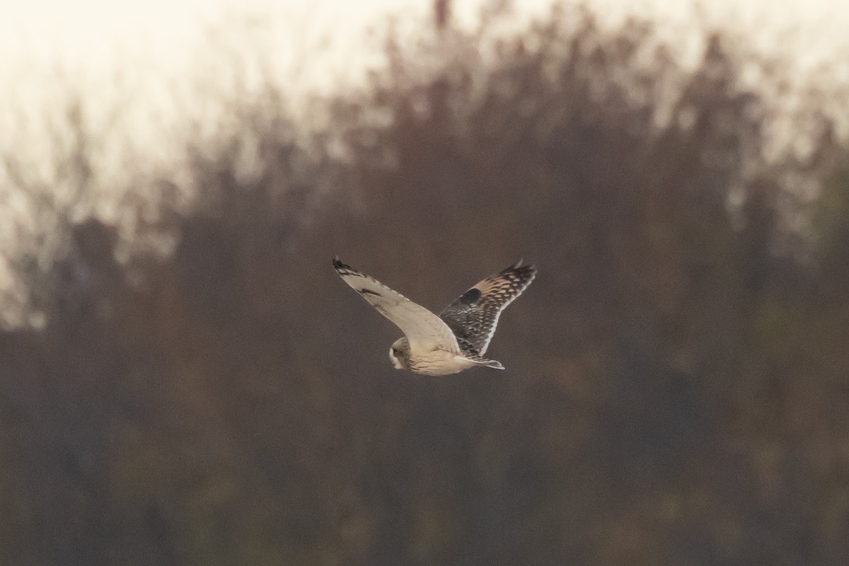 ינשוף שדות - ML644661753