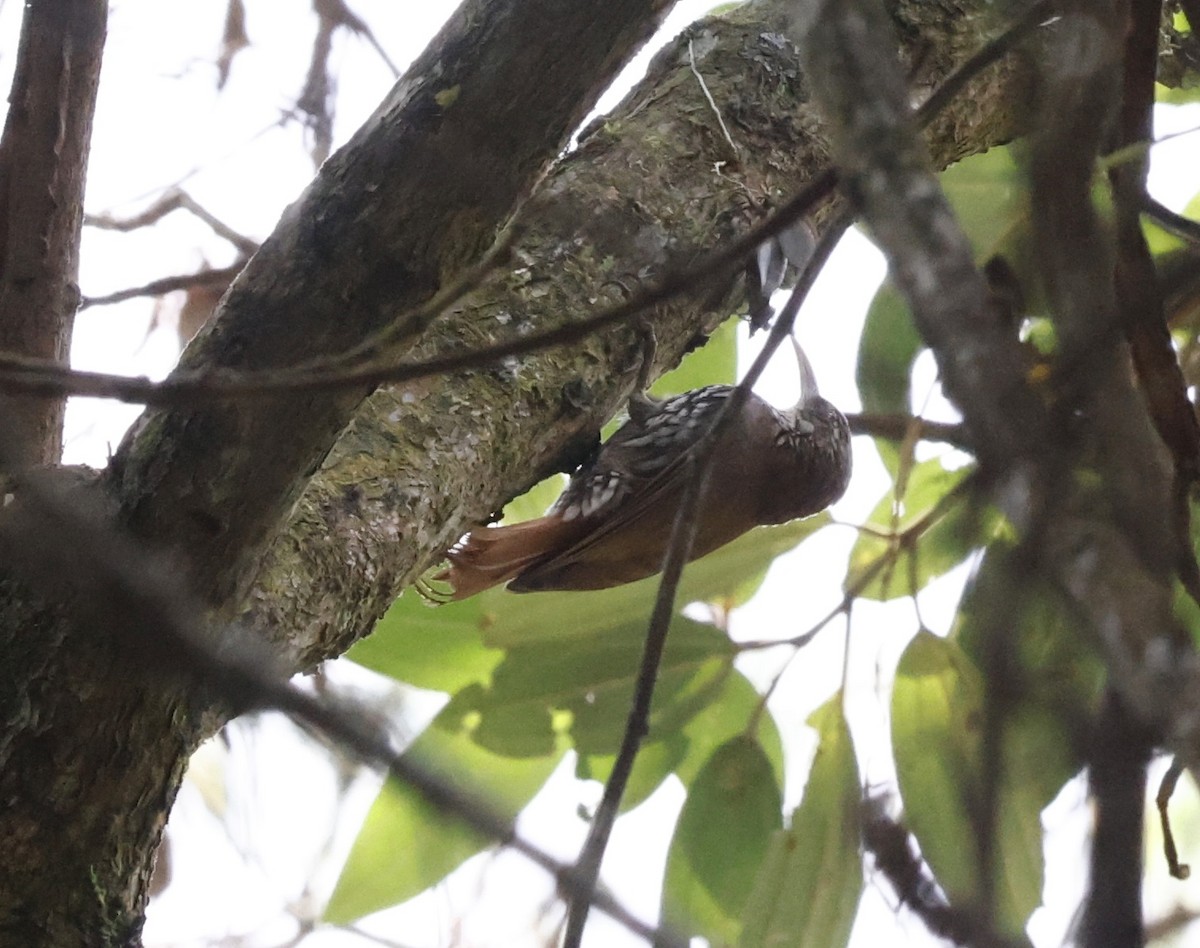 ウロコオニキバシリ - ML644661756