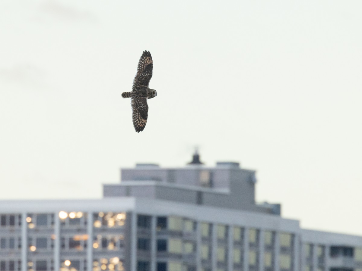 ינשוף שדות - ML644661757
