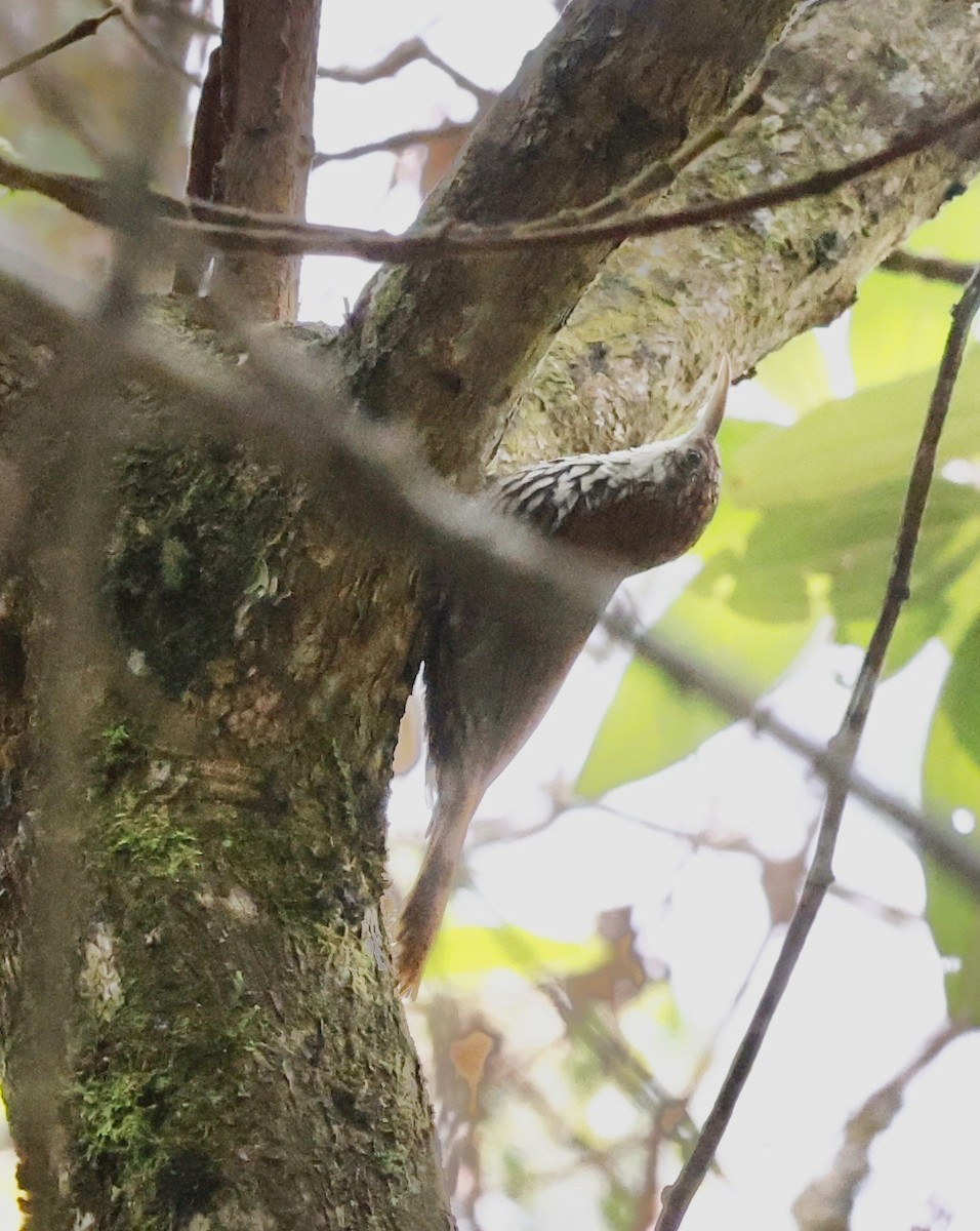 ウロコオニキバシリ - ML644661758