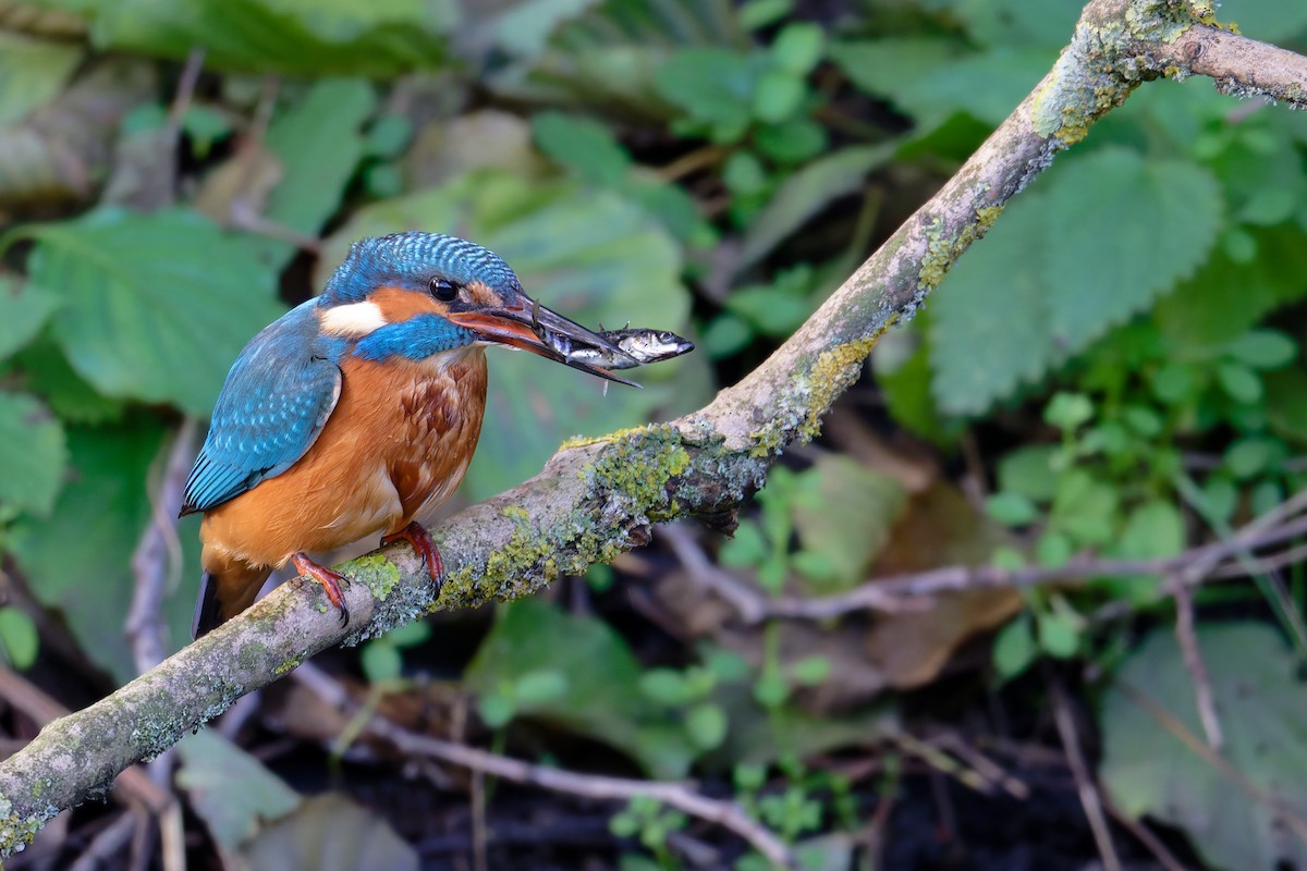 Common Kingfisher - ML644661762