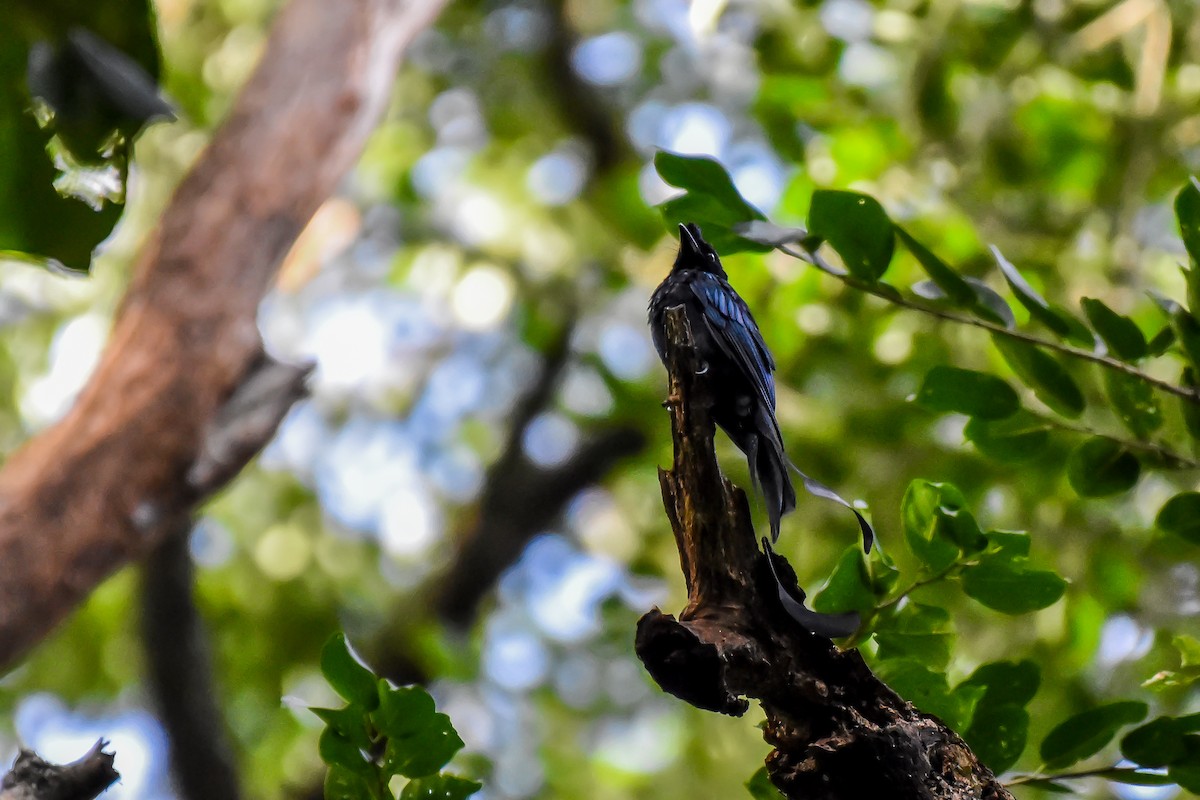 Greater Racket-tailed Drongo - ML644661769