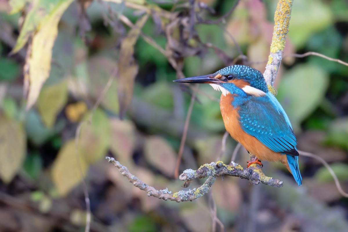 Common Kingfisher - ML644661782