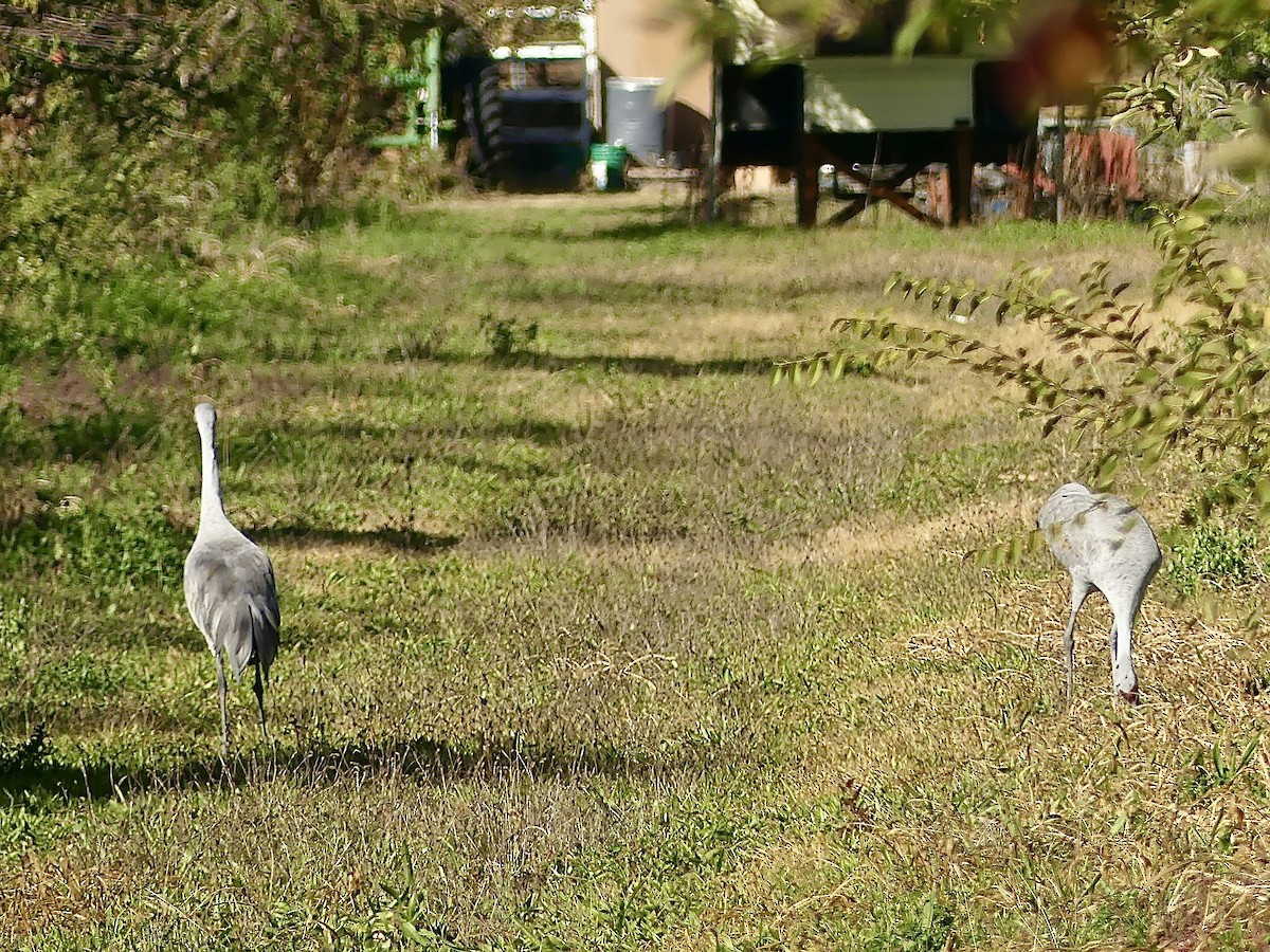 Sandhill Crane - ML644661786