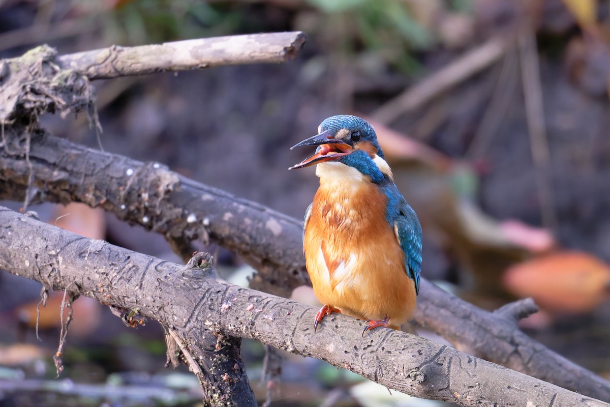 Common Kingfisher - ML644661790