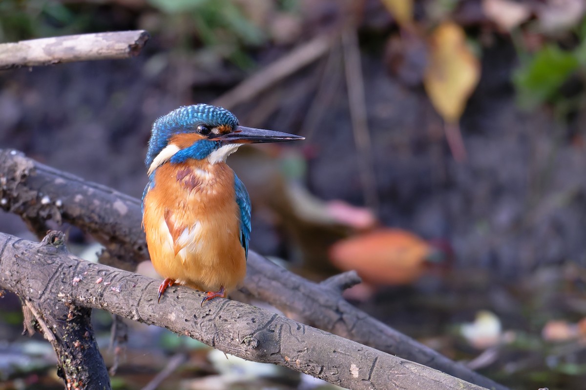 Common Kingfisher - ML644661791