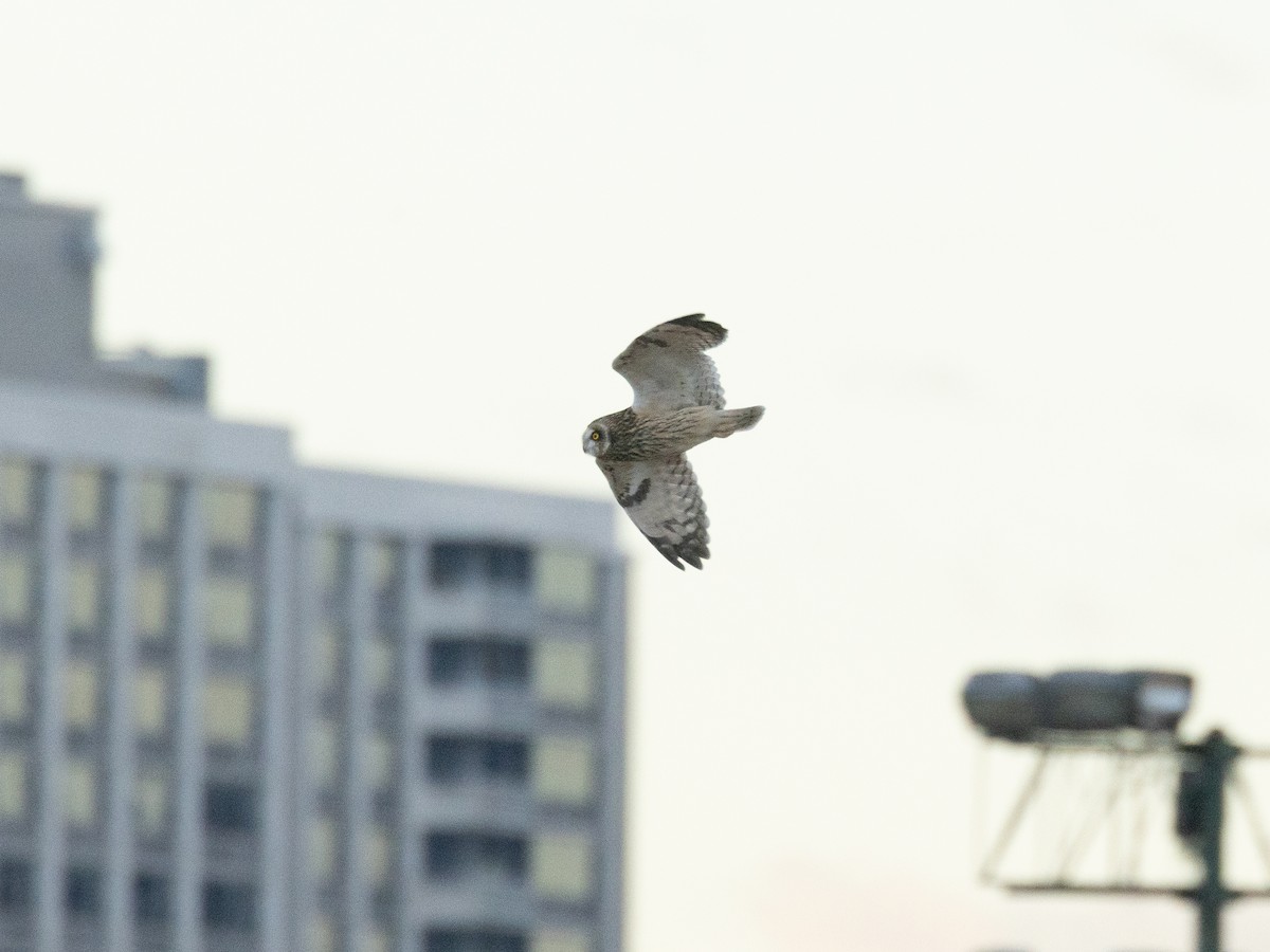 ינשוף שדות - ML644661794