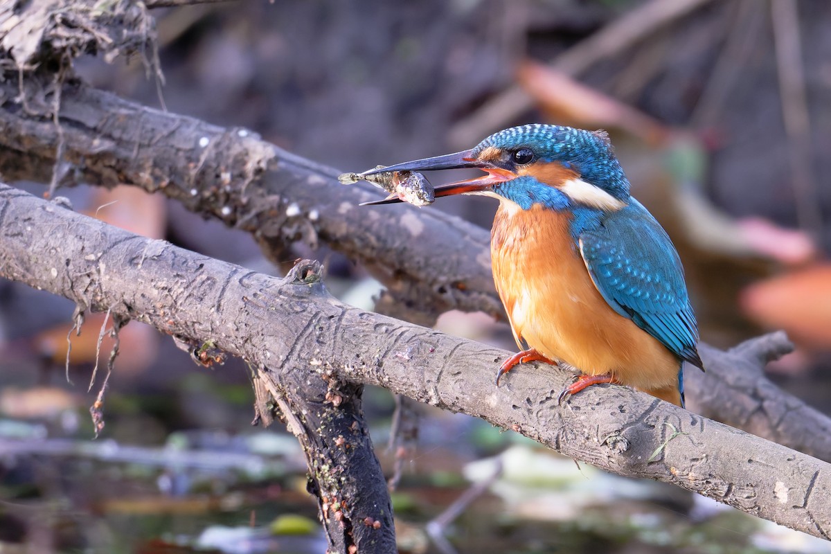 Common Kingfisher - ML644661798