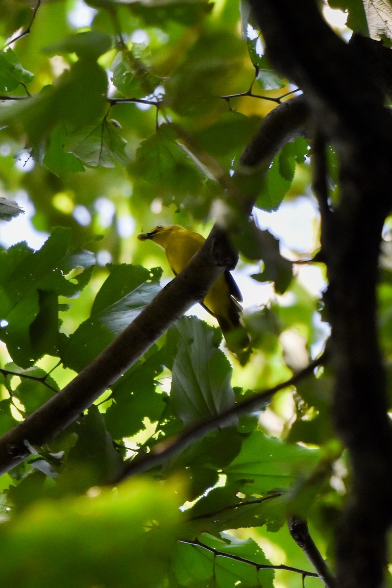 Yellow-browed Bulbul - ML644661800