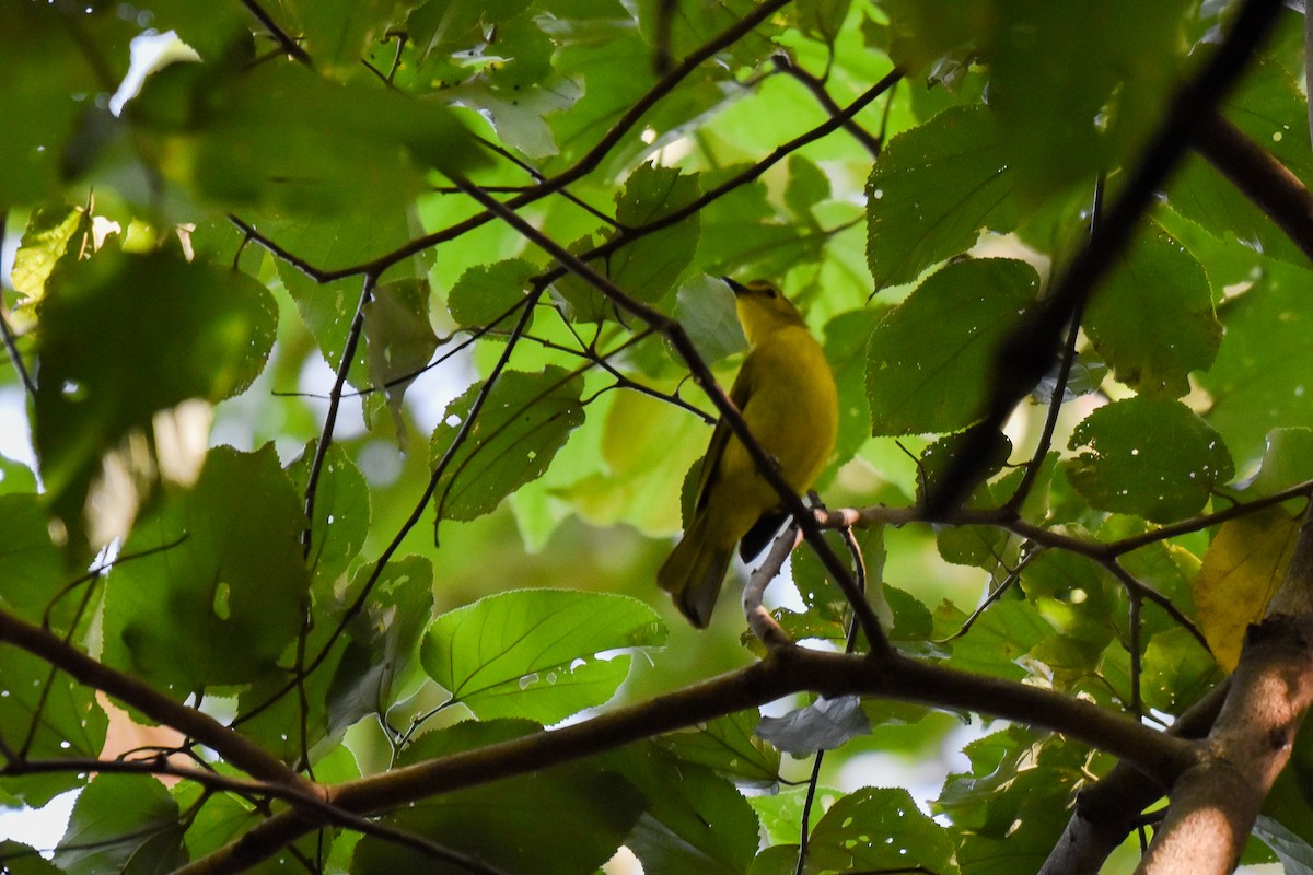 Yellow-browed Bulbul - ML644661801