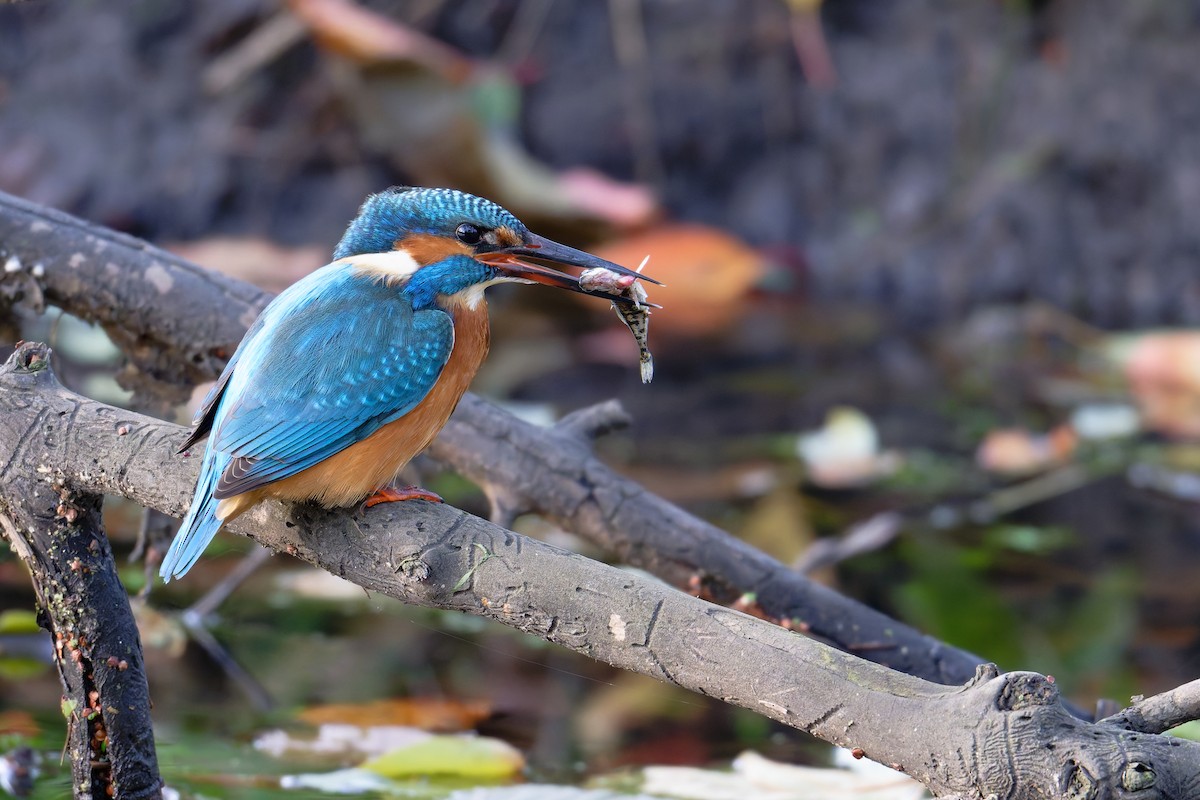 Common Kingfisher - ML644661806