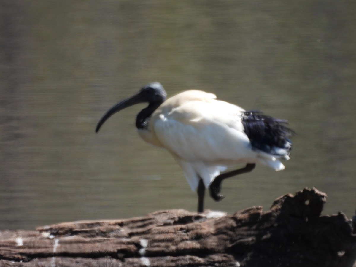 Australian Ibis - ML644661809