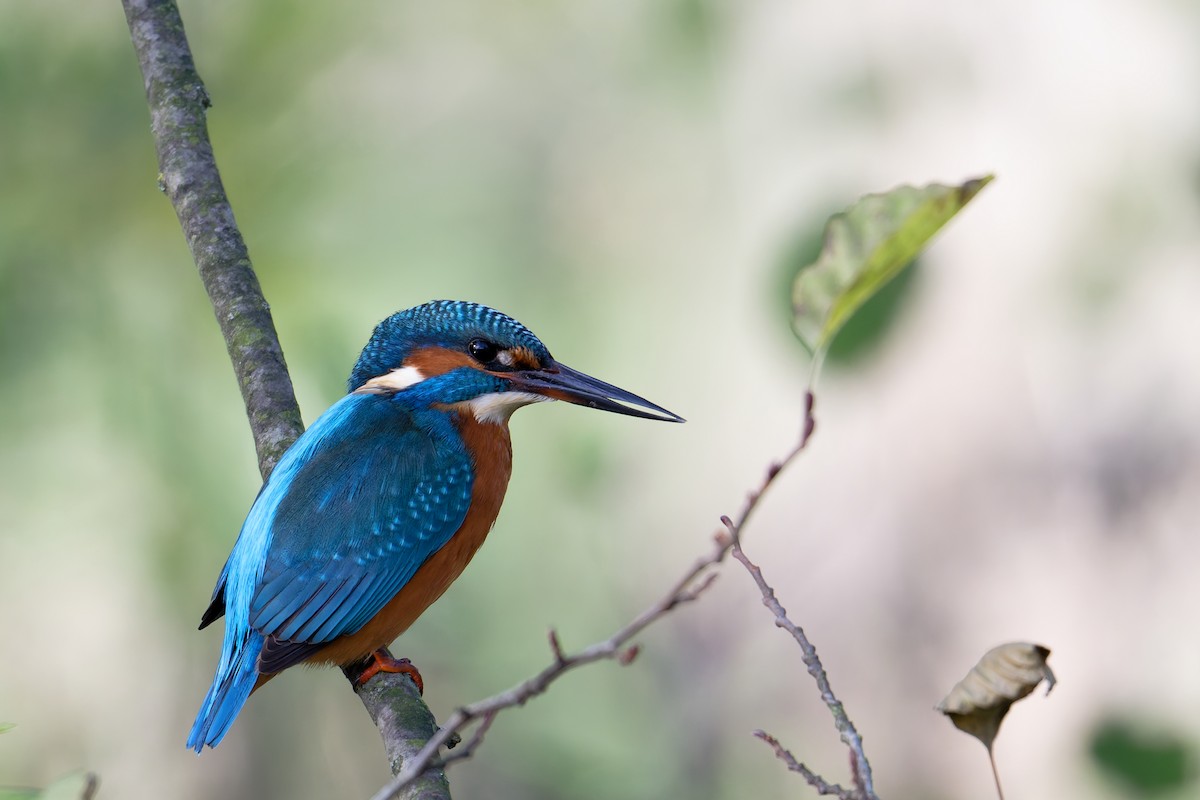 Common Kingfisher - ML644661812