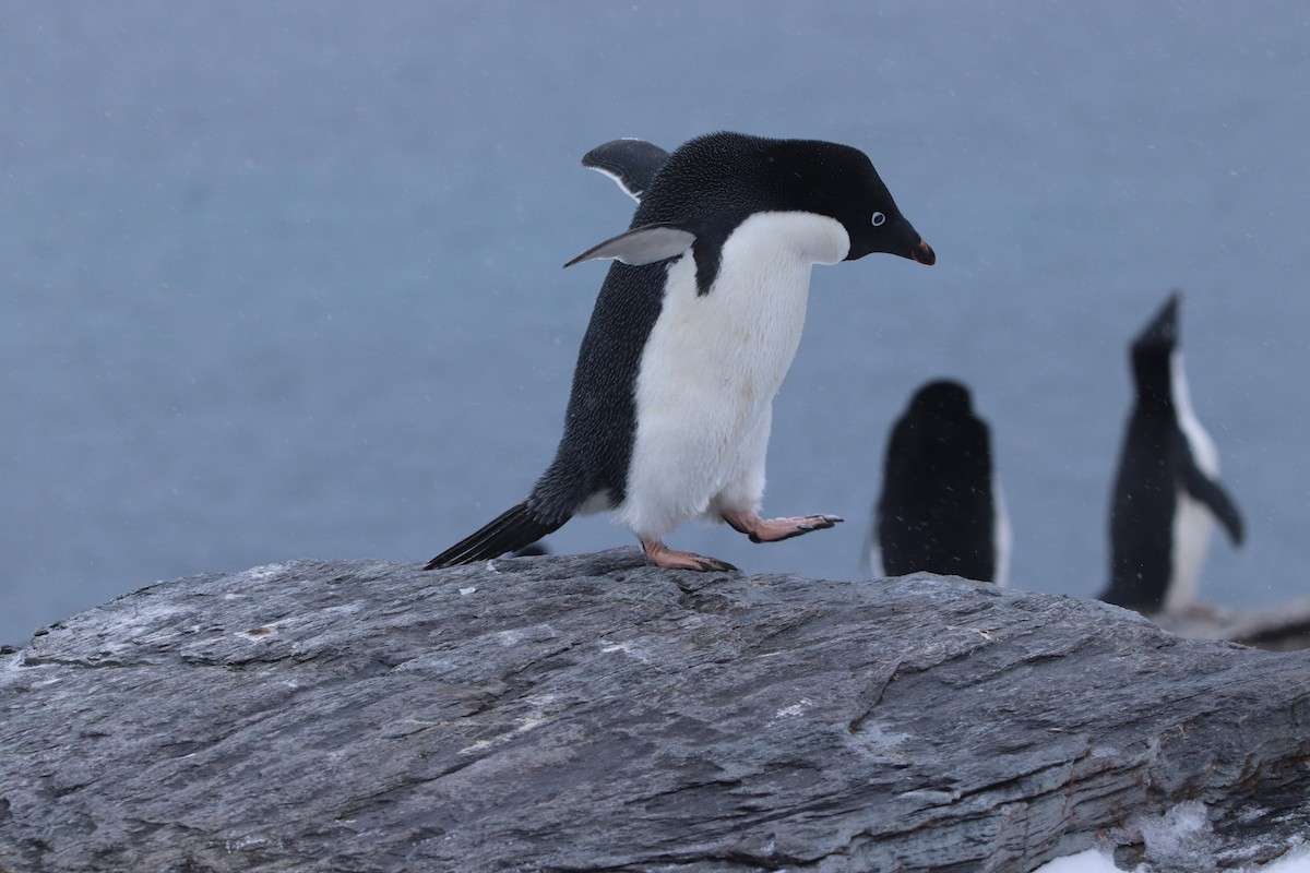 Пінгвін Аделі - ML644661826