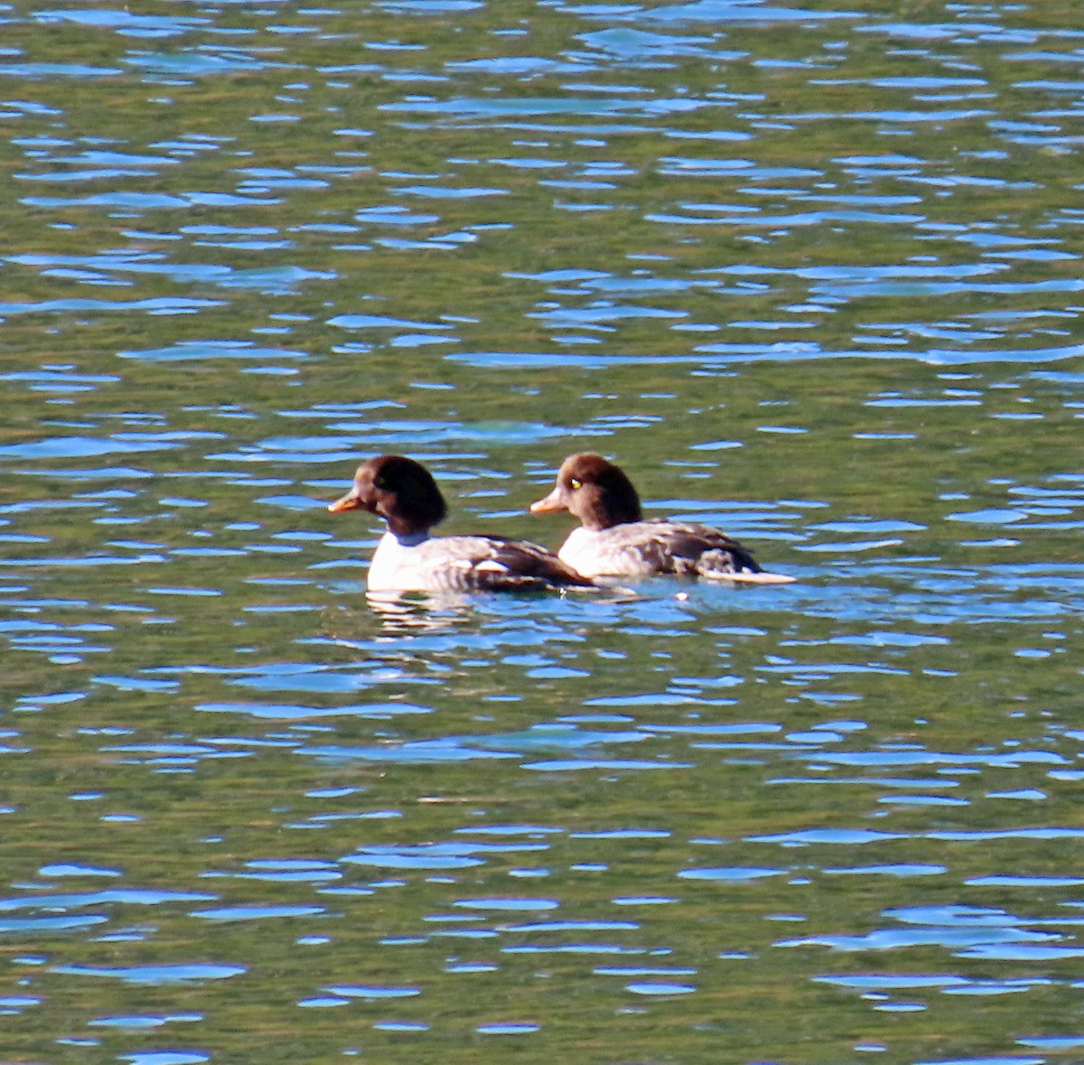 Murgilari islandiarra - ML644661838