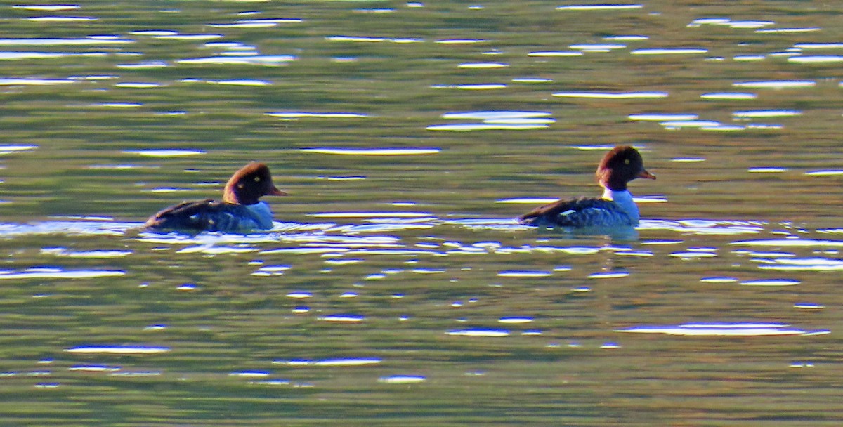 Murgilari islandiarra - ML644661842