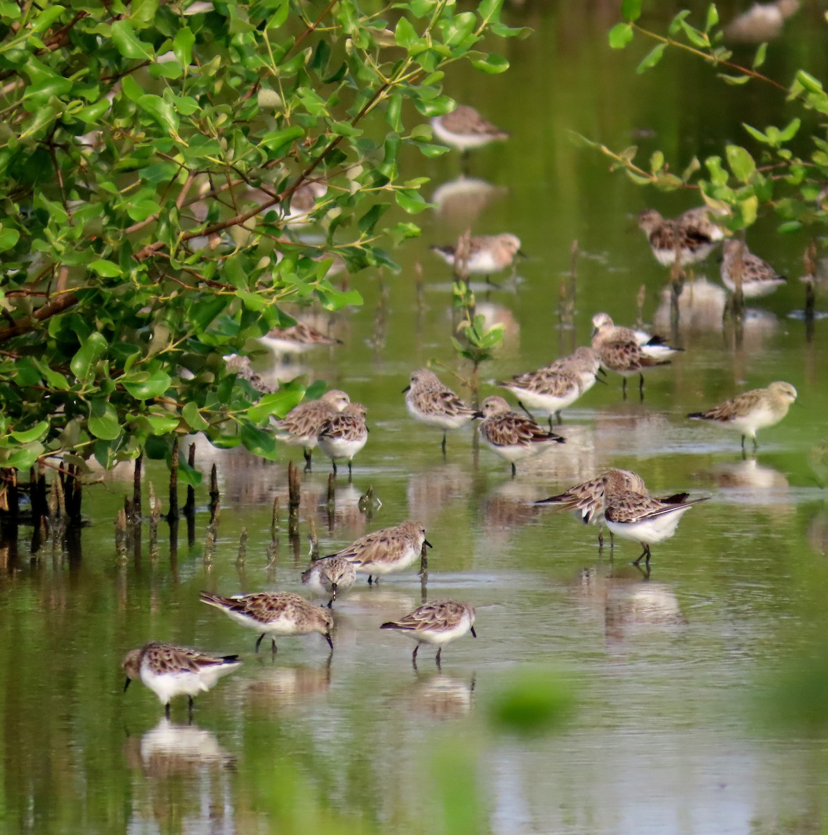 Bécasseau à col roux - ML644661844