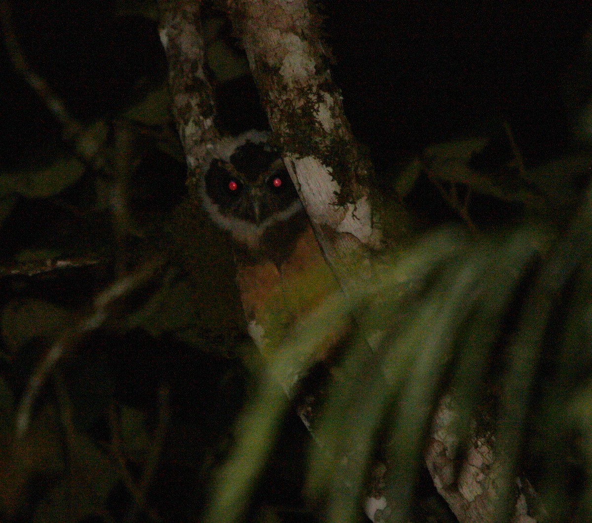 Gelbbrauenkauz - ML644661850