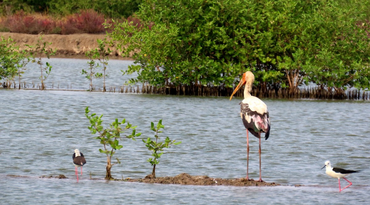 Tantale indien - ML644661851