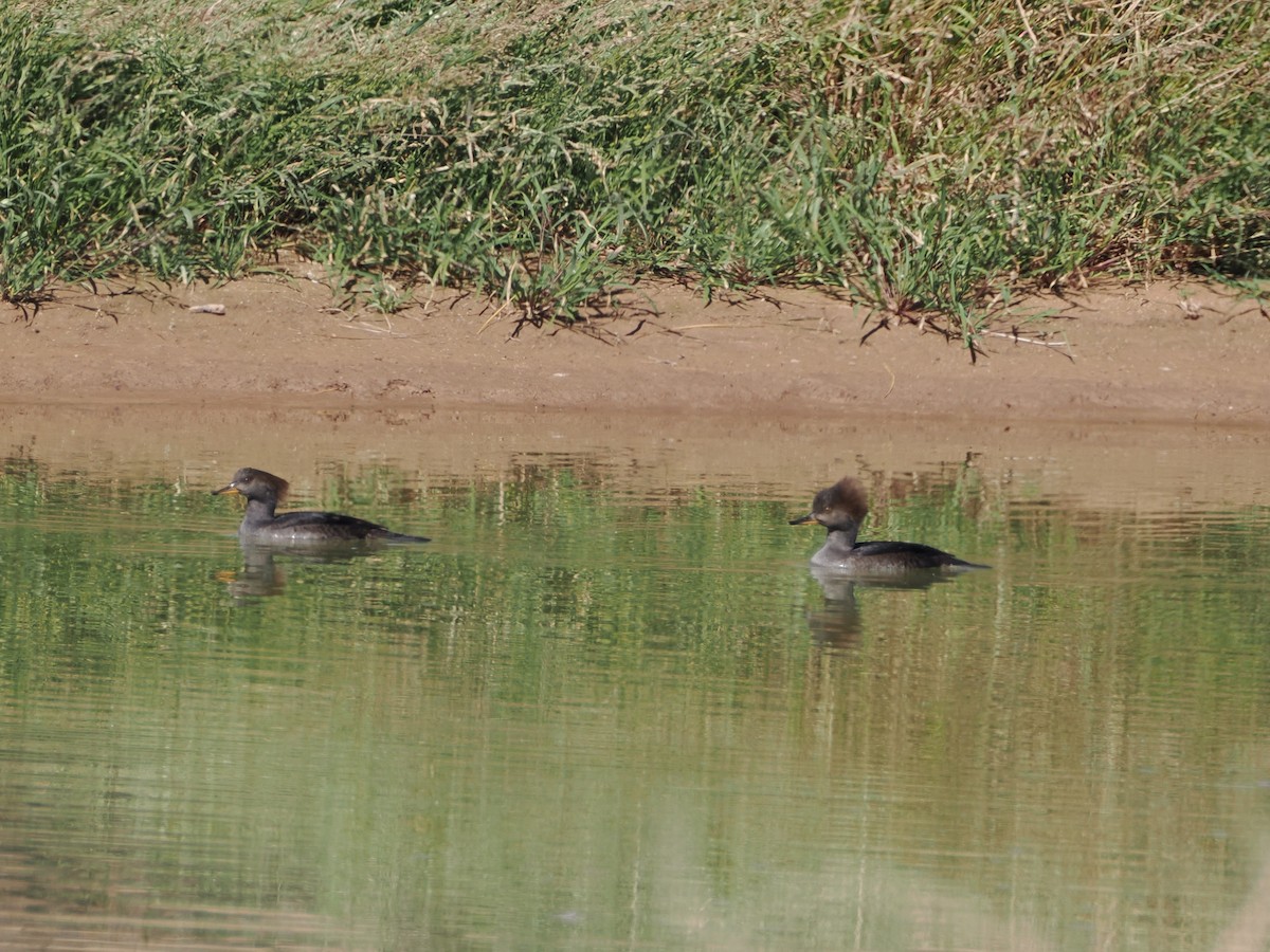 Hooded Merganser - ML644661864