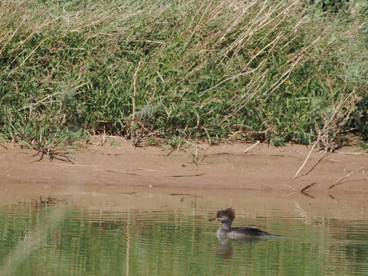 Hooded Merganser - ML644661865