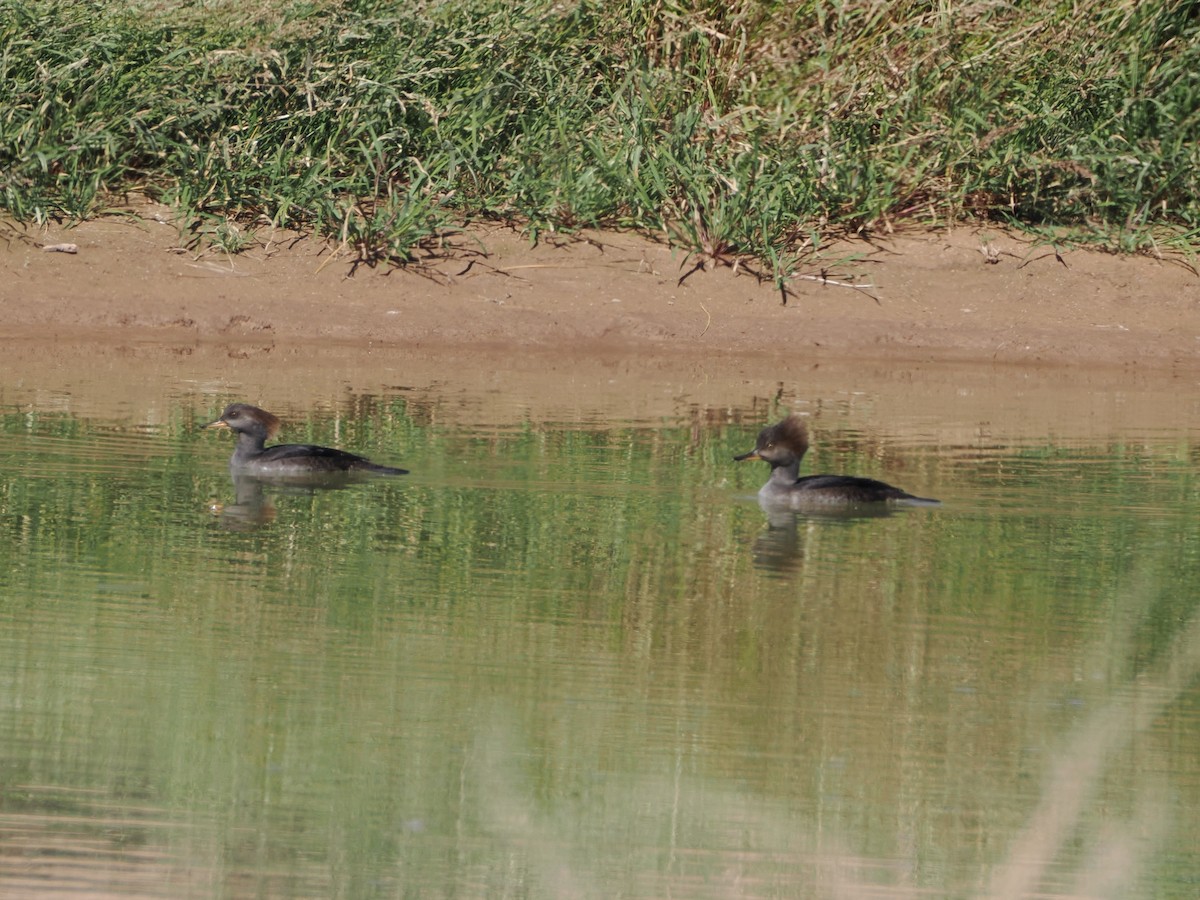 Hooded Merganser - ML644661866