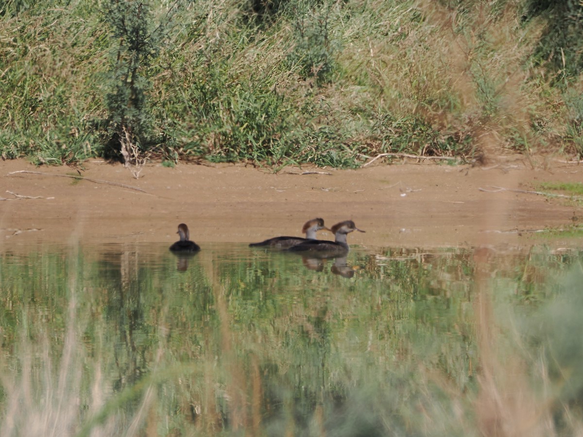 Hooded Merganser - ML644661867