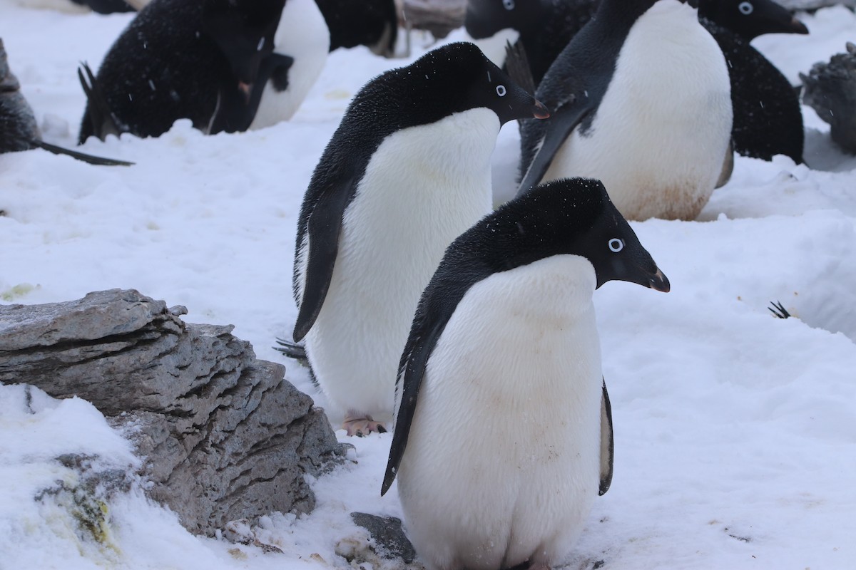 Пінгвін Аделі - ML644661868