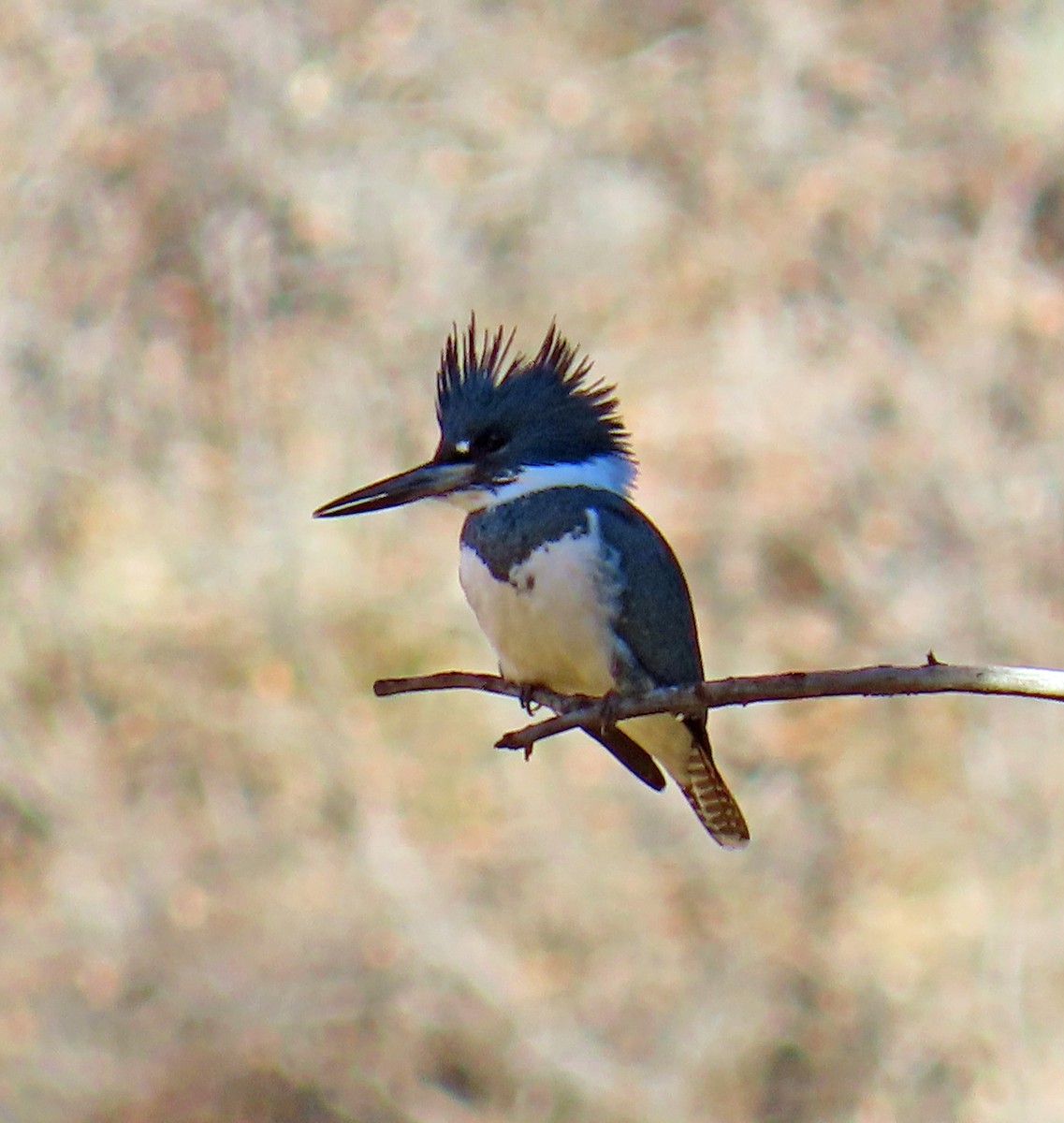 שלדג אמריקני - ML644661870