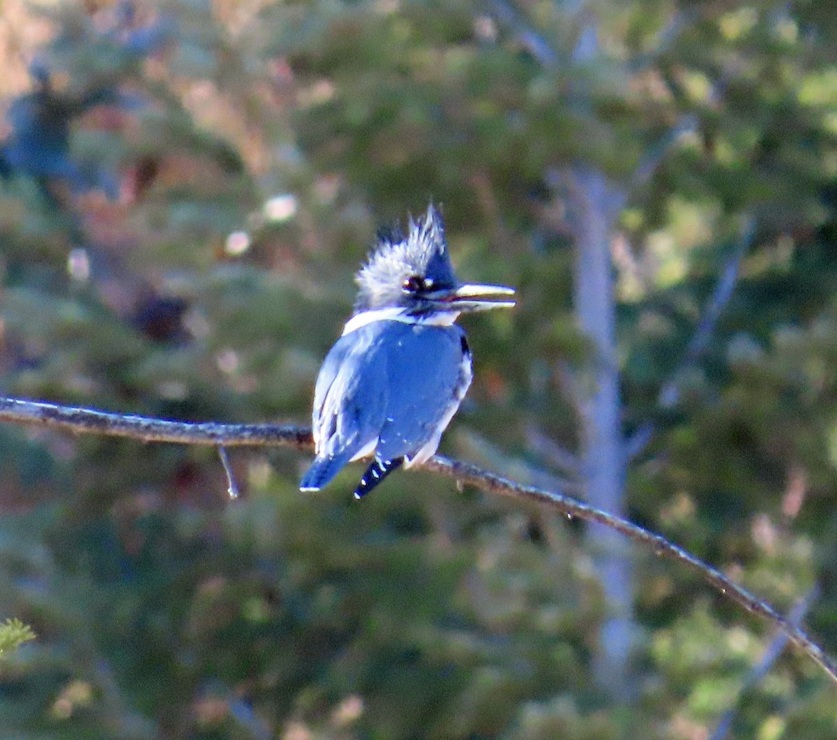 שלדג אמריקני - ML644661871