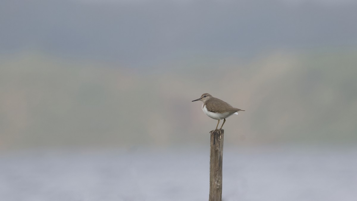 Piro piro piccolo - ML644661872