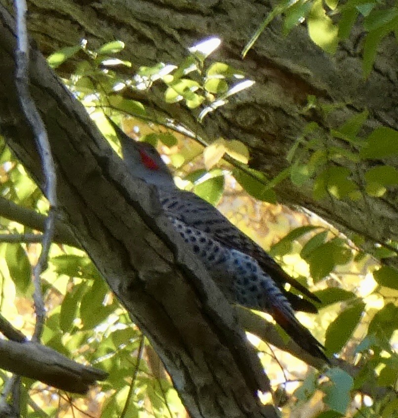 Northern Flicker (Red-shafted) - ML644661876