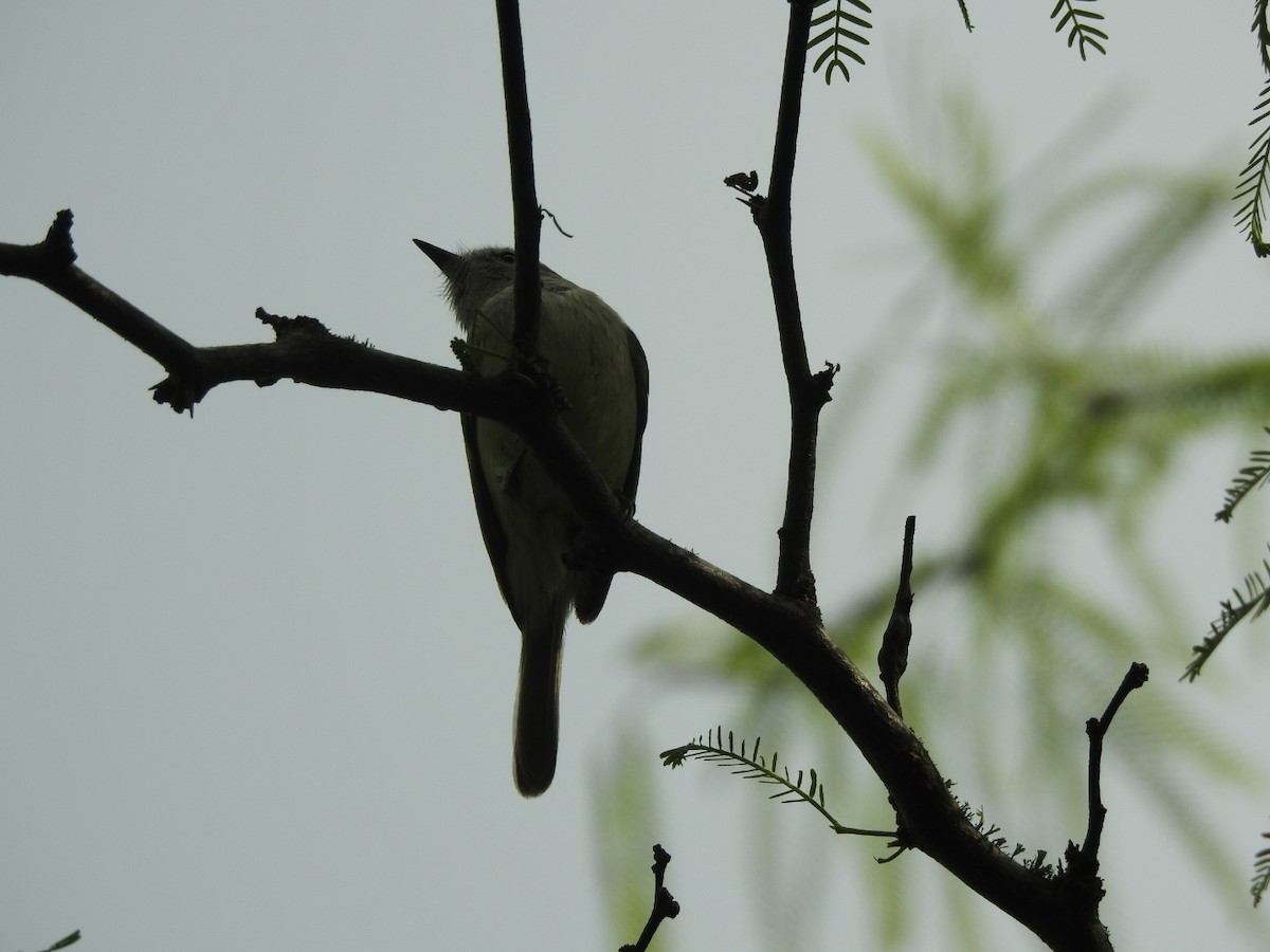 Grauscheitel-Tachurityrann - ML644661878