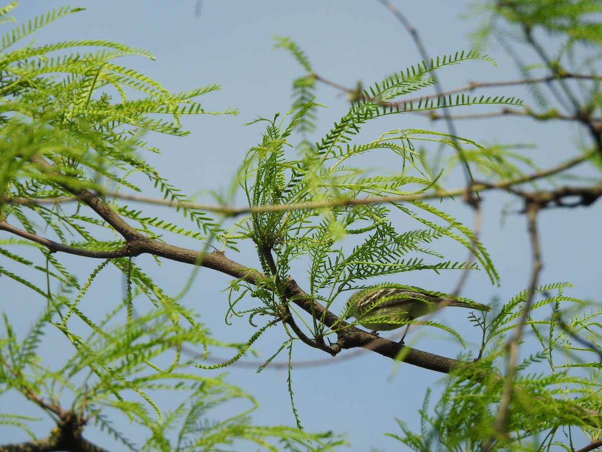 Grauscheitel-Tachurityrann - ML644661879