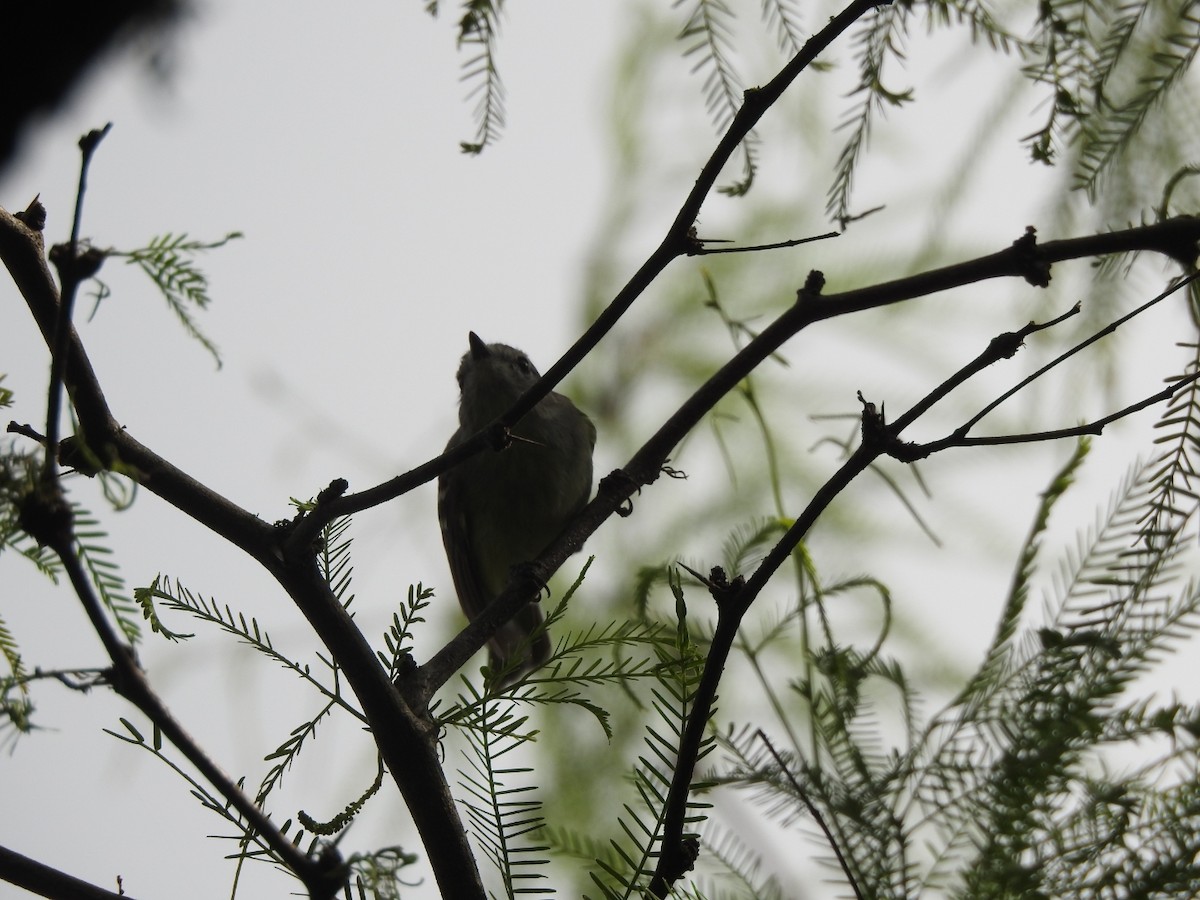 Grauscheitel-Tachurityrann - ML644661880