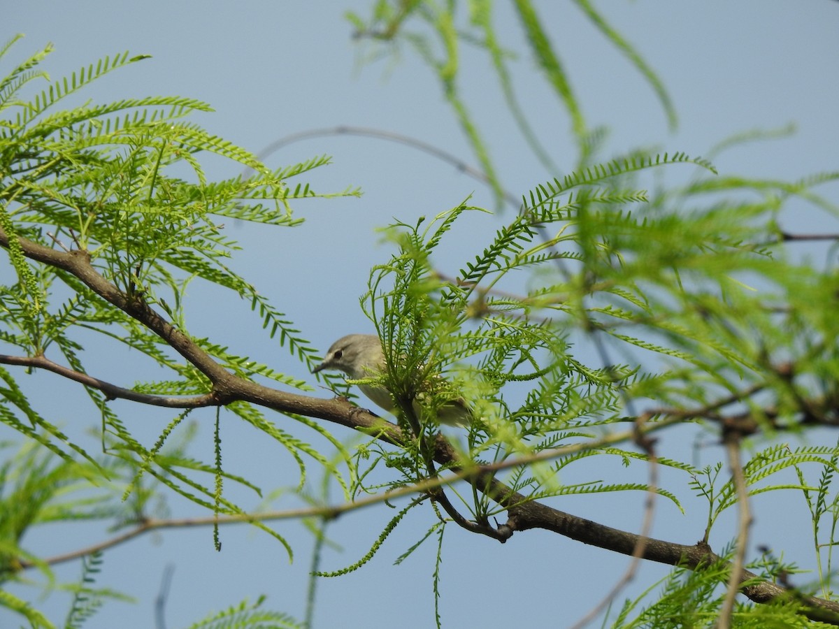 Grauscheitel-Tachurityrann - ML644661881